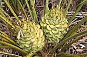 LARGE SEED CONES ON THE WESTERN AUSTRALIAN NATIVE CYCAD, MACROZAMIA RIEDLEI