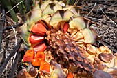 BRIGHT RED FRUIT INSIDE A SEED POD OF THE NATIVE WESTERN AUSTRALIAN CYCAD, MACROZAMIA RIEDLEI