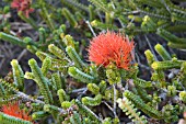 NATIVE WESTERN AUSTRALIAN BEAUFORTIA SQUARROSA