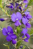 HOVEA PUNGENS