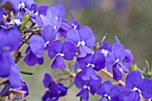 HOVEA PUNGENS