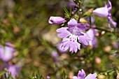 HEMIANDRA PUNGENS, A NATIVE WESTERN AUSTRALIAN GROUND COVER