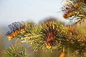 GREVILLEA ARMIGERA