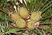 SEED POD CONES OF THE NATIVE WESTERN AUSTRALIAN CYCAD, MACROZAMIA FRASERI