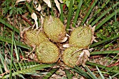 SEED POD CONES OF THE NATIVE WESTERN AUSTRALIAN CYCAD, MACROZAMIA FRASERI