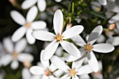 WHITE FLOWER OF THE NATIVE WESTERN AUSTRALIAN WEDDING BUSH (RICINOCARPOS TUBERCULATUS)