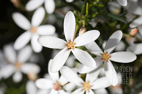 WHITE_FLOWER_OF_THE_NATIVE_WESTERN_AUSTRALIAN_WEDDING_BUSH_RICINOCARPOS_TUBERCULATUS