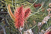 HAKEA BUCCULENTA