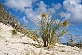 AUSTRALIAN BEACHSIDE SPINIFEX LONGIFOLIUS WITH SEED HEADS