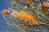 GREVILLEA ERIOSTACHYA