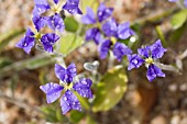 DAMPIERA LINEARIS IN FLOWER