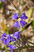 DAMPIERA LINEARIS IN FLOWER