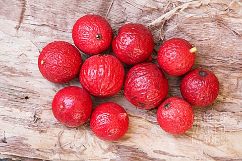 NATIVE_AUSTRALIAN_SANTALUM_ACUMINATUM_BERRIES_A_SOURCE_OF_BUSH_TUCKER