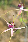 NATIVE WESTERN AUSTRALIAN CALADENIA GENERA SPIDER ORCHID