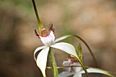 CALADENIA LONGICAUDA