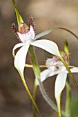 CALADENIA LONGICAUDA