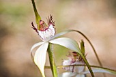 CALADENIA LONGICAUDA