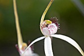 CALADENIA LONGICAUDA ORCHID