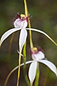 CALADENIA LONGICAUDA ORCHID