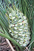 LARGE SEED POD OF THE NATIVE WESTERN AUSTRALIAN CYCAD, MACROZAMIA FRASERI