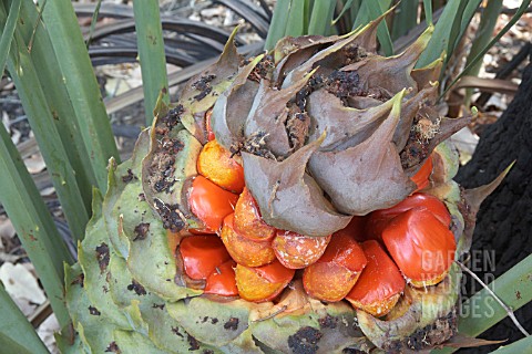 BRIGHT_RED_SEEDS_ERUPTING_FROM_THE_SEED_POD_OF_A_FEMALE_MACROZAMIA_FRASERI_CYCAD