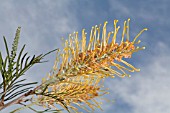 AUSTRALIAN GREVILLEA, GOLDEN LYRE