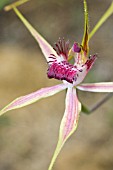 NATIVE WESTERN AUSTRALIAN CALADENIA GENERA SPIDER ORCHID