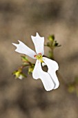 NATIVE WESTERN AUSTRALIAN STYLIDIUM CALCARATUM WITH UN-TRIGGERED COLUMN