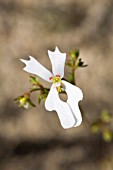 NATIVE WESTERN AUSTRALIAN STYLIDIUM CALCARATUM WITH TRIGGERED COLUMN