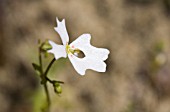 STYLIDIUM CALCARATUM