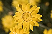 NATIVE WESTERN AUSTRALIAN SCHOENIA FILFOLIA DAISIES. CLASSIFIED AS THREATENED FLORA