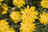 NATIVE WESTERN AUSTRALIAN SCHOENIA FILFOLIA DAISIES. CLASSIFIED AS THREATENED FLORA