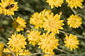 NATIVE WESTERN AUSTRALIAN SCHOENIA FILFOLIA DAISIES. CLASSIFIED AS THREATENED FLORA