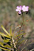 WESTERN AUSTRALIAS NATIVE & CARNIVEROUS DROSERA MENZIESII IN FLOWER (USING A YOUNG BANKSIA ATTENUATA TREE FOR SUPPORT)