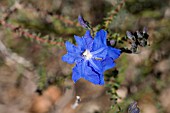 NATIVE WESTERN AUSTRALIAN LECHENAULTIA BILOBA WILDFLOWER