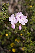 WESTERN AUSTRALIAS NATIVE & CARNIVEROUS DROSERA MENZIESII IN FLOWER