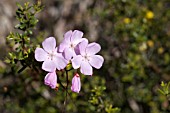 WESTERN AUSTRALIAS NATIVE & CARNIVEROUS DROSERA MENZIESII IN FLOWER