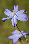 NATIVE WESTERN AUSTRALIAN ORTHROSANTHUS LAXUS