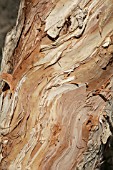 AUSTRALIAN MELALEUCA TREE BARK