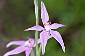 WESTERN AUSTRALIAN NATIVE CALADENIA LATIFOLIA ORCHID. KNOWN LOCALLY AS THE PINK FAIRY ORCHID