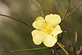 HIBBERTIA HUEGELII