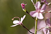 ACTIVATED COLUMN ON A NATIVE WESTERN AUSTRALIAN STYLIDIUM BRUNONIANUM TRIGGER FLOWER