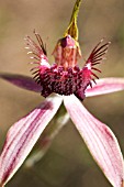 CALADENIA SPIDER ORCHID