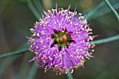 AUSTRALIAN MELALEUCA FLOWER