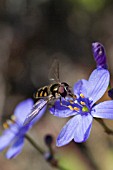 AUSTRALIAN SYRPHIDAE FAMILY HOVERFLY ON A CHAMAESCILLLA GENUS NATIVE WILDFLOWER