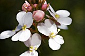 NATIVE WESTERN AUSTRALIAN STYLIDIUM SCARIOSUM