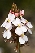 NATIVE WESTERN AUSTRALIAN STYLIDIUM SCARIOSUM