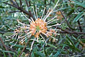 FLOWER OF THE AUSTRALIAN HYBRID GREVILLEA, APRICOT GLOW