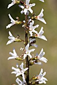 FLOWERING COLUMN OF THE NATIVE WESTERN AUSTRALIAN STYLIDIUM CARNOSUM