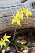NATIVE WESTERN AUSTRALIAN CALADENIA FLAVA ORCHIDS GROWING NEXT TO  BANKSIA LOG. KNOWN LOCALLY AS THE COWSLIP ORCHID